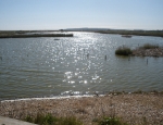 Dungeness RSPB reserve